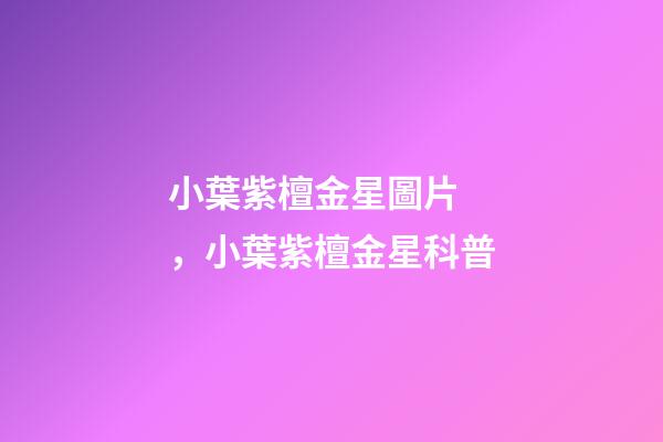 小葉紫檀金星圖片，小葉紫檀金星科普